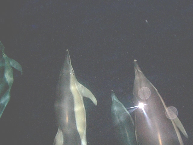 DolphinWhiteSided.jpg (111163 bytes)