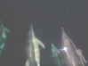 DolphinWhiteSided_small.jpg (1230 bytes)