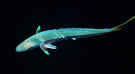 NightVisitor_cropped.jpg_small